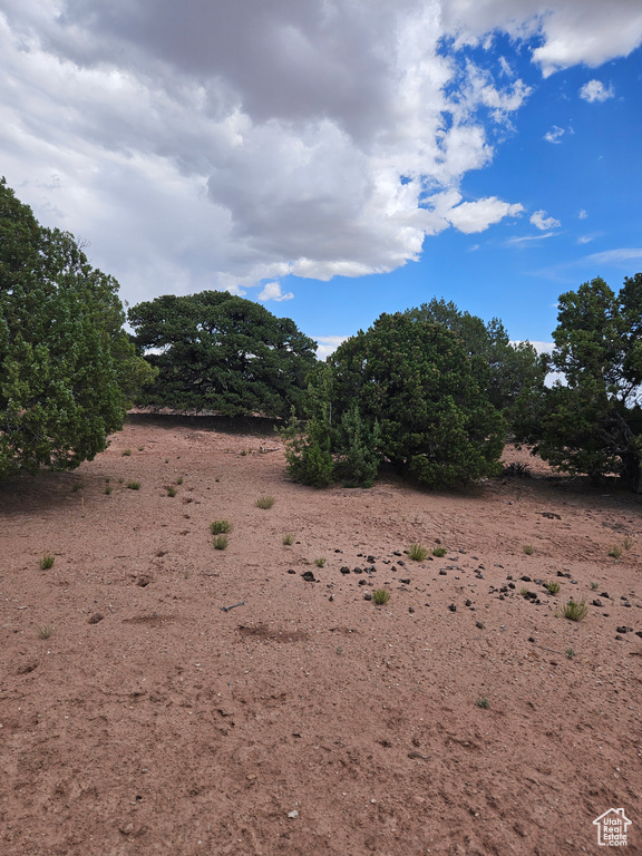 View of local wilderness