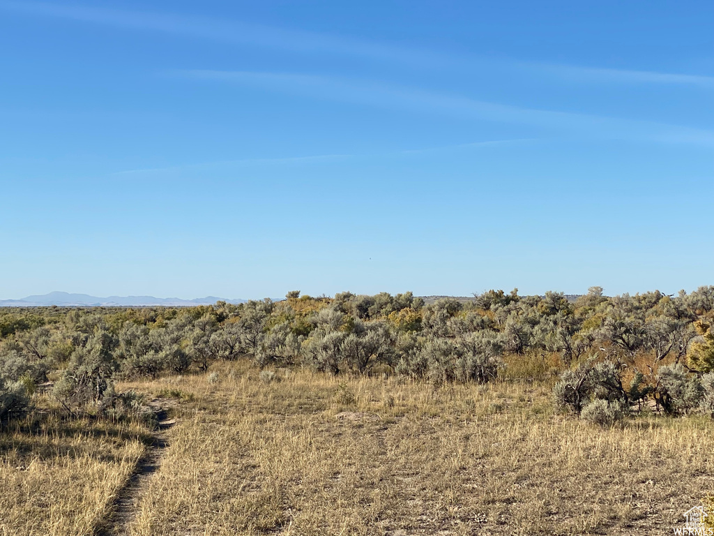 View of local wilderness