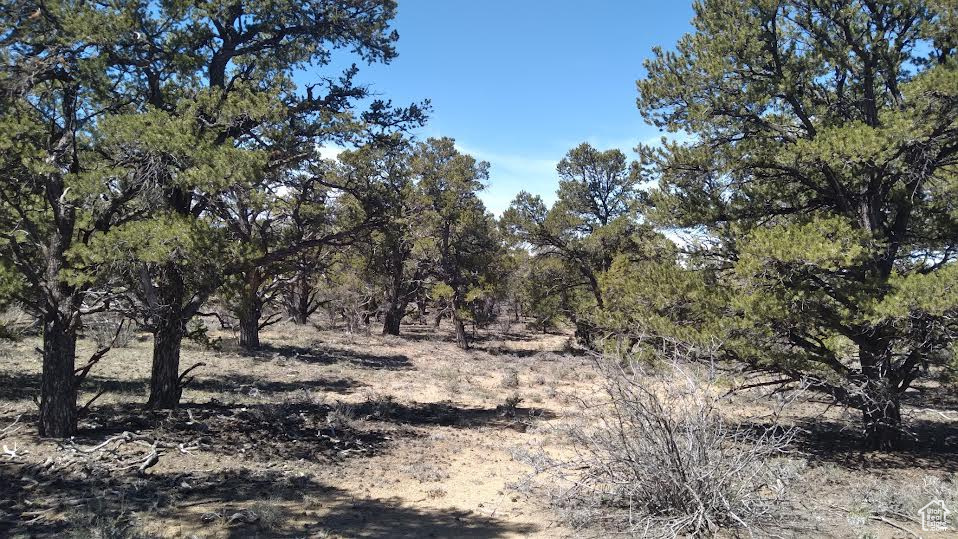 View of local wilderness