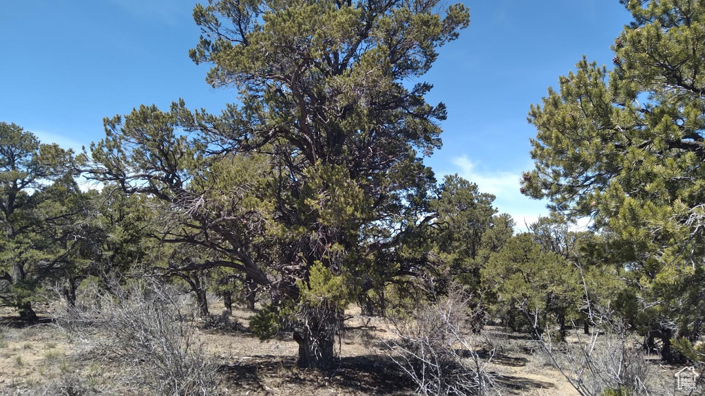 View of local wilderness