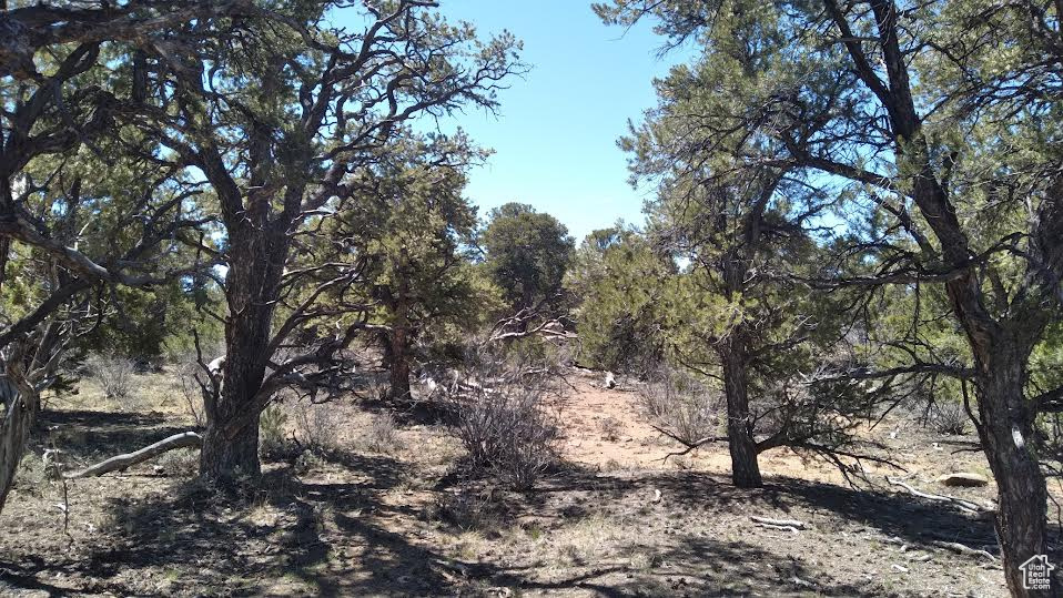 View of local wilderness