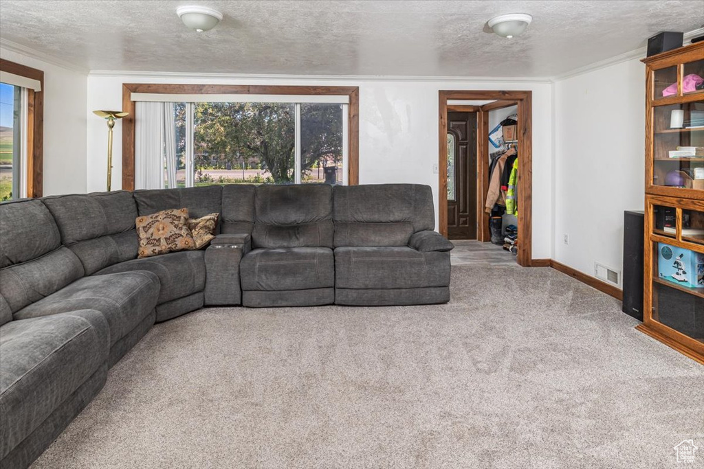 Carpeted living room with ornamental molding and a textured ceiling