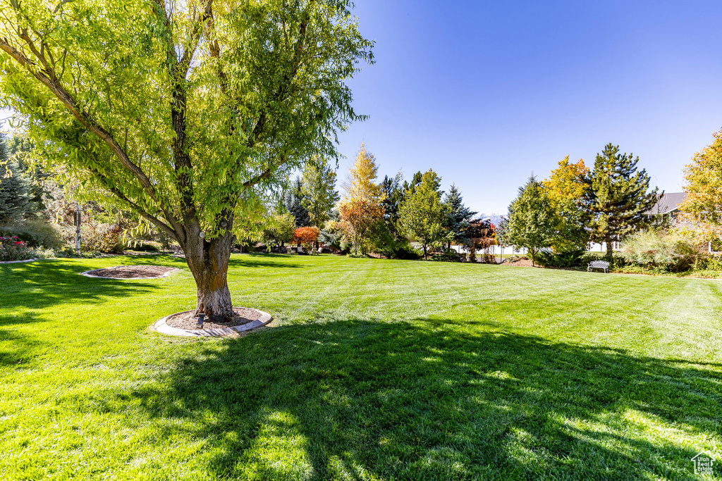 View of grassy yard