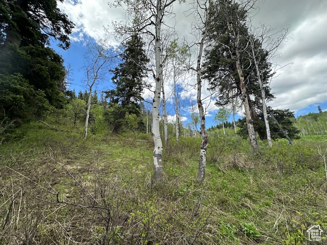 View of local wilderness