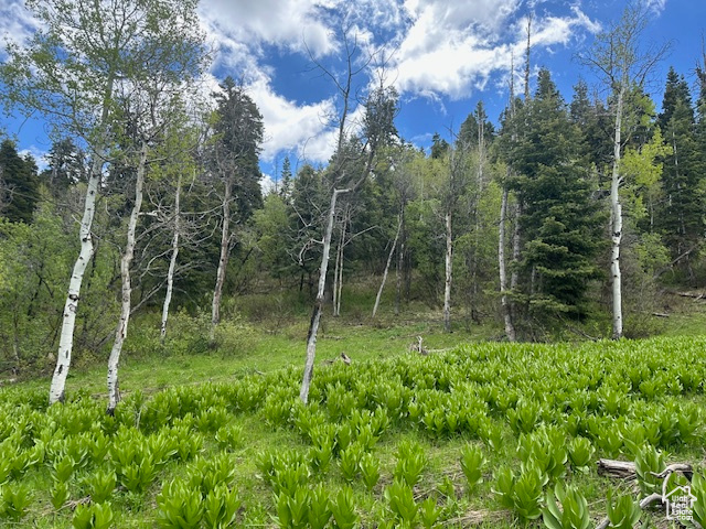 View of local wilderness