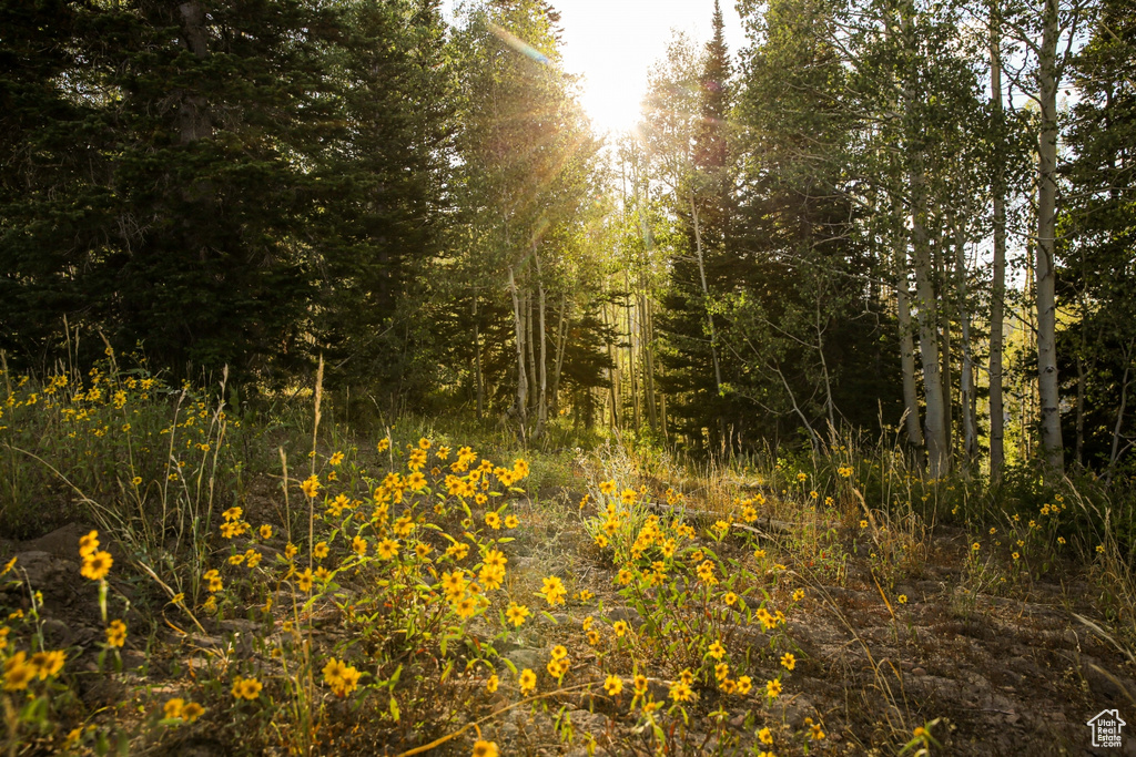 View of local wilderness