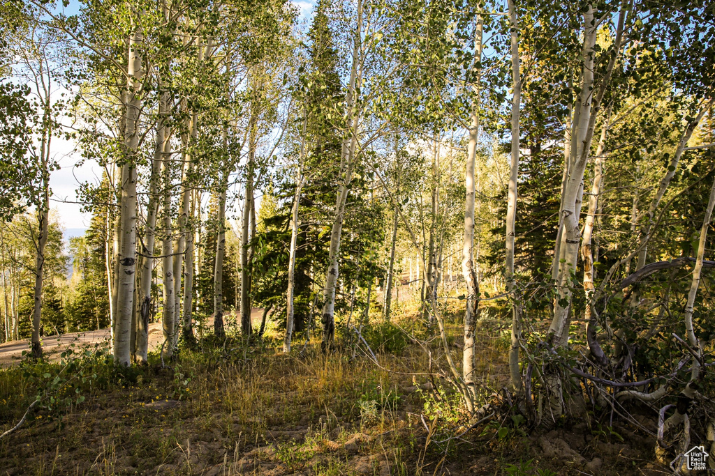 View of local wilderness