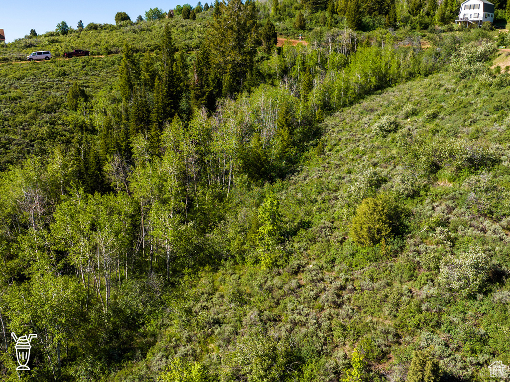 View of local wilderness