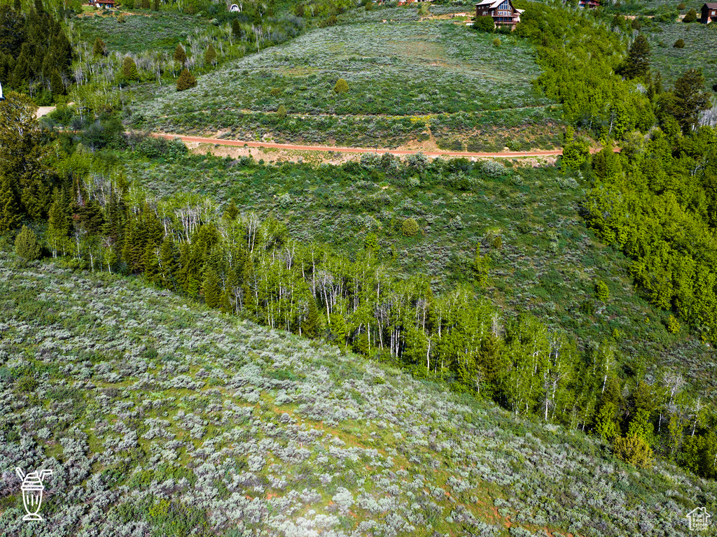 View of local wilderness