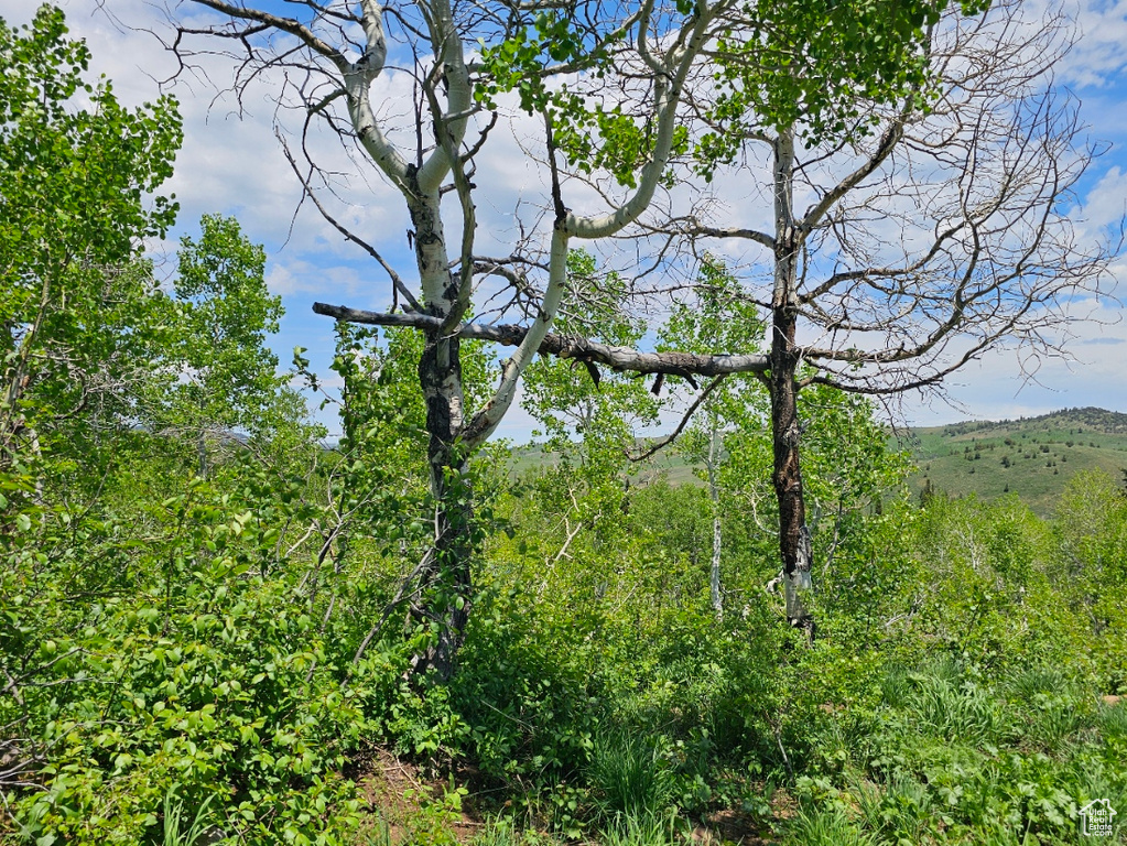 View of local wilderness