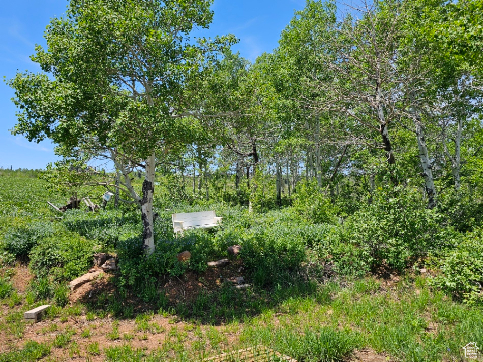 View of local wilderness