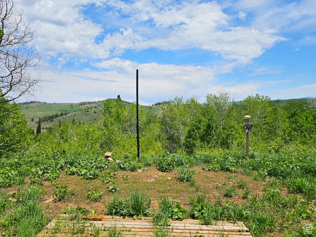 View of local wilderness