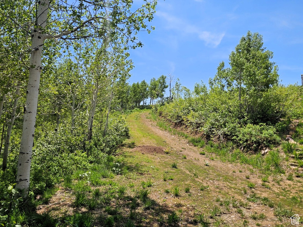 View of local wilderness