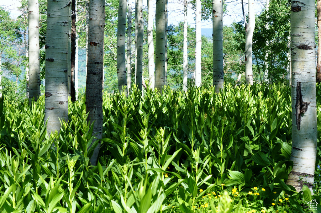 View of nature