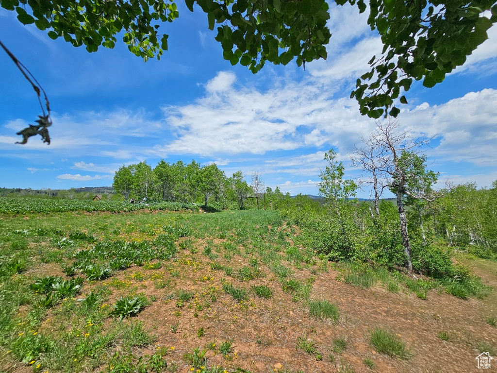 View of nature