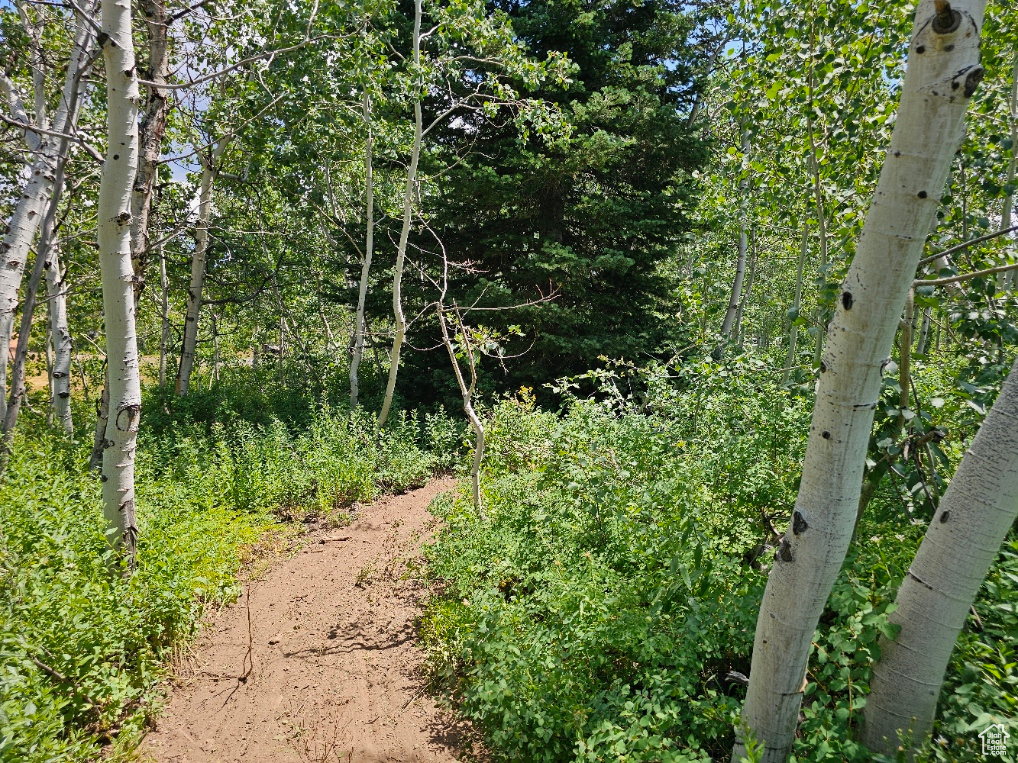 View of local wilderness