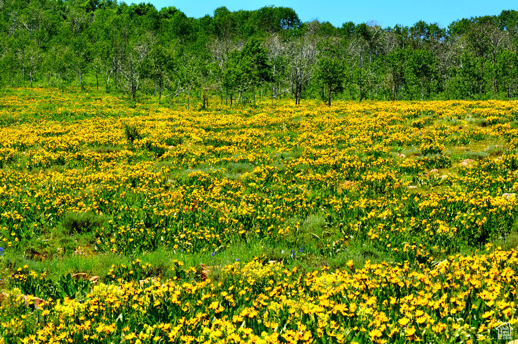 View of nature