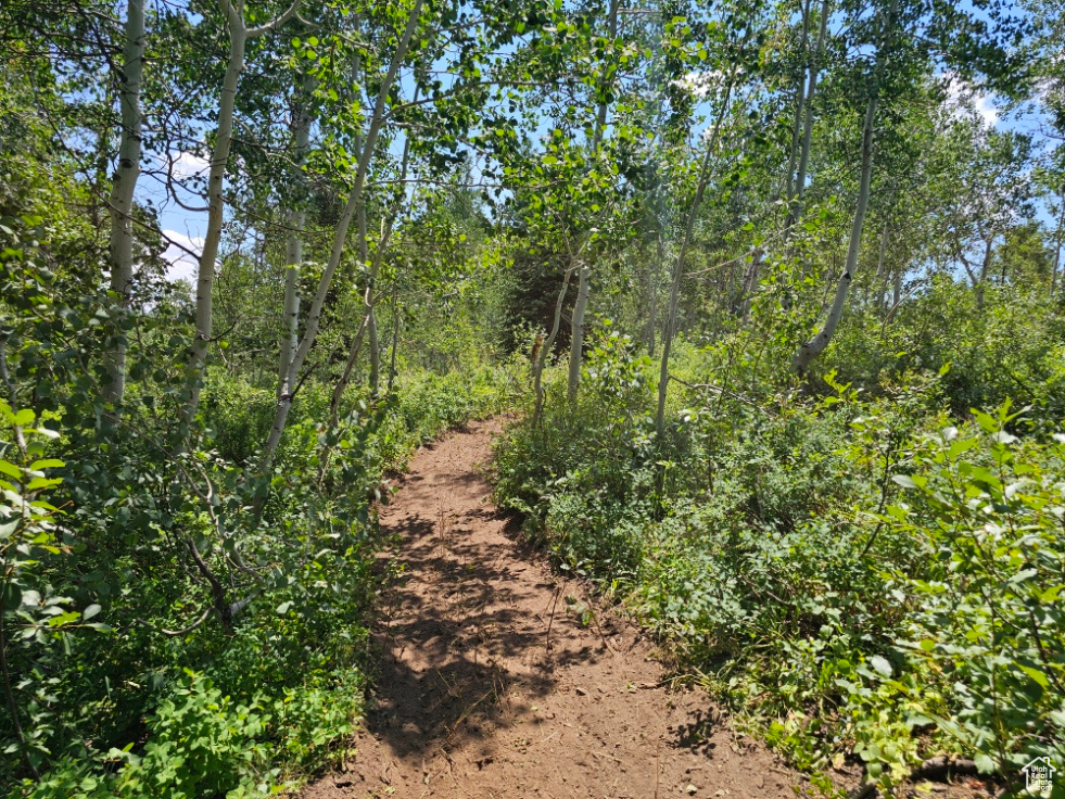 View of nature