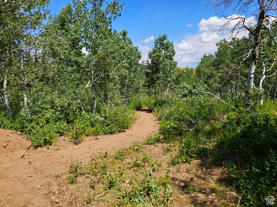 View of local wilderness