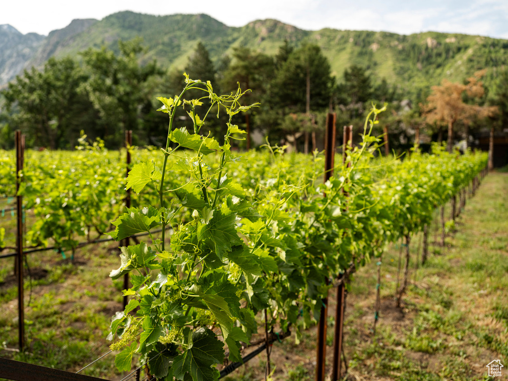 Property view of mountains