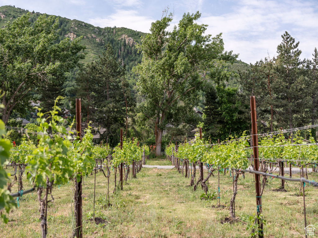 View of yard featuring a mountain view