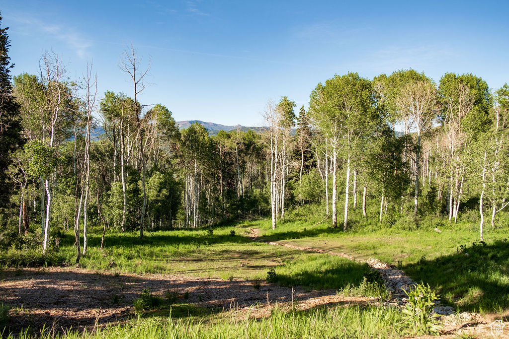 View of local wilderness