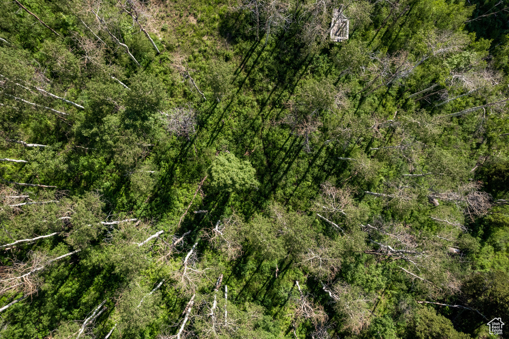 Bird\'s eye view