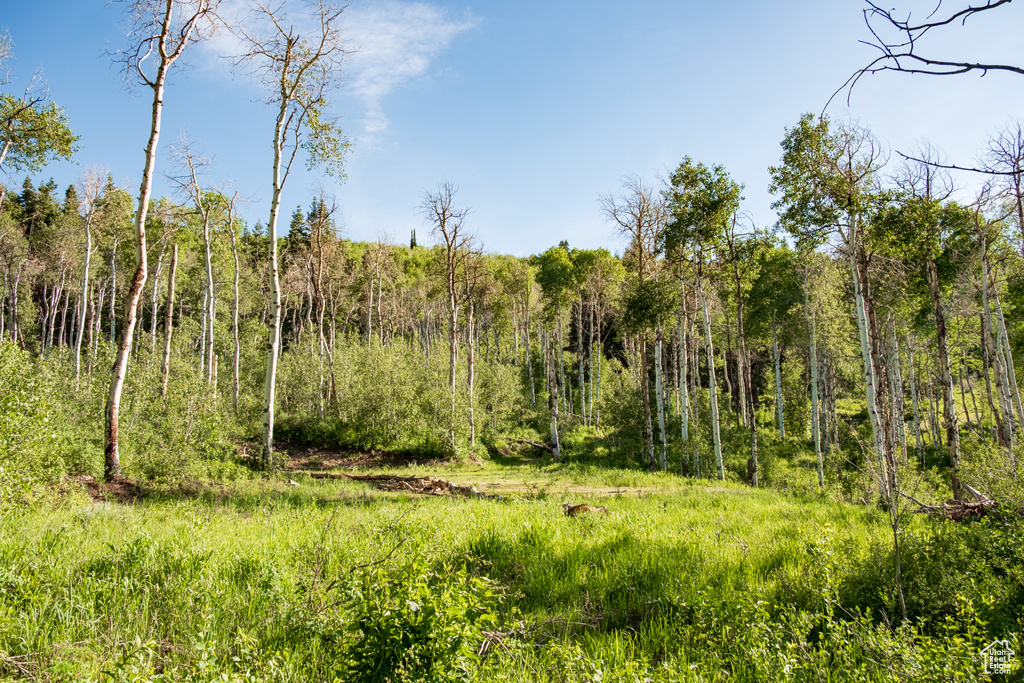 View of landscape with a wooded view