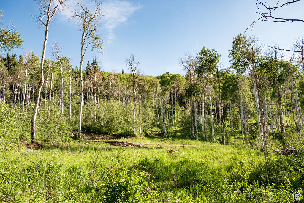 View of nature