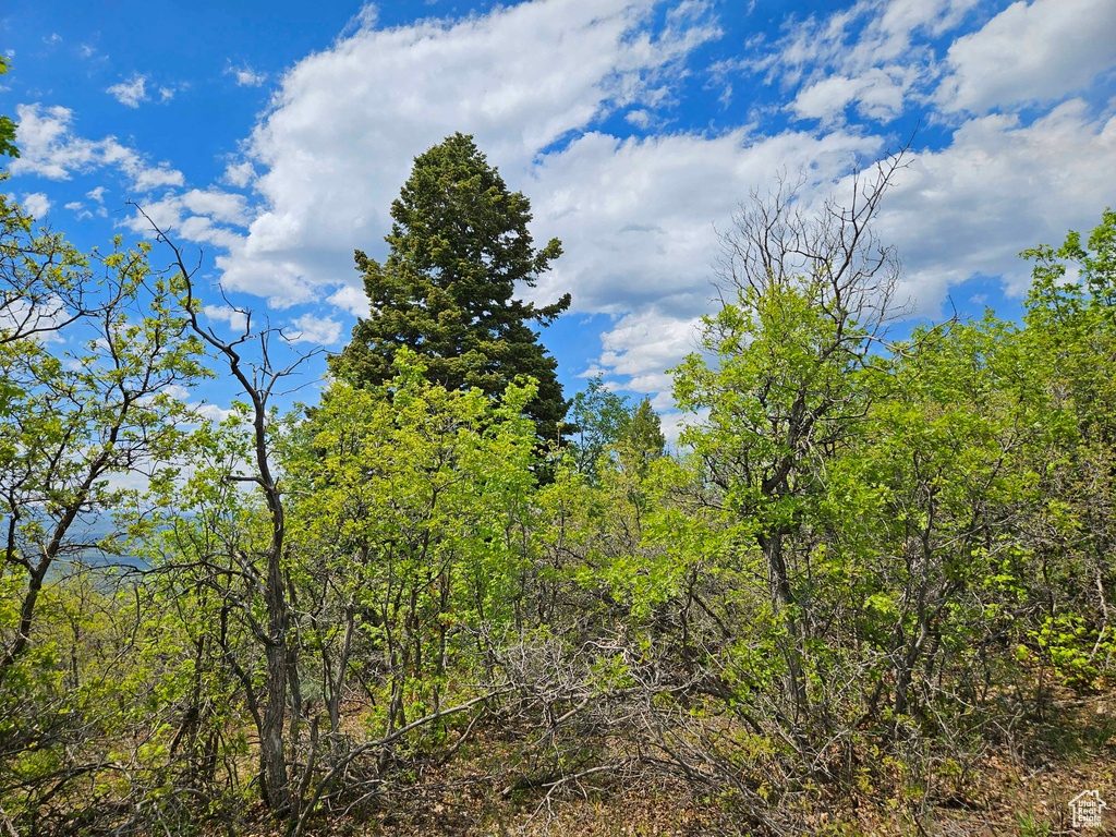 View of local wilderness