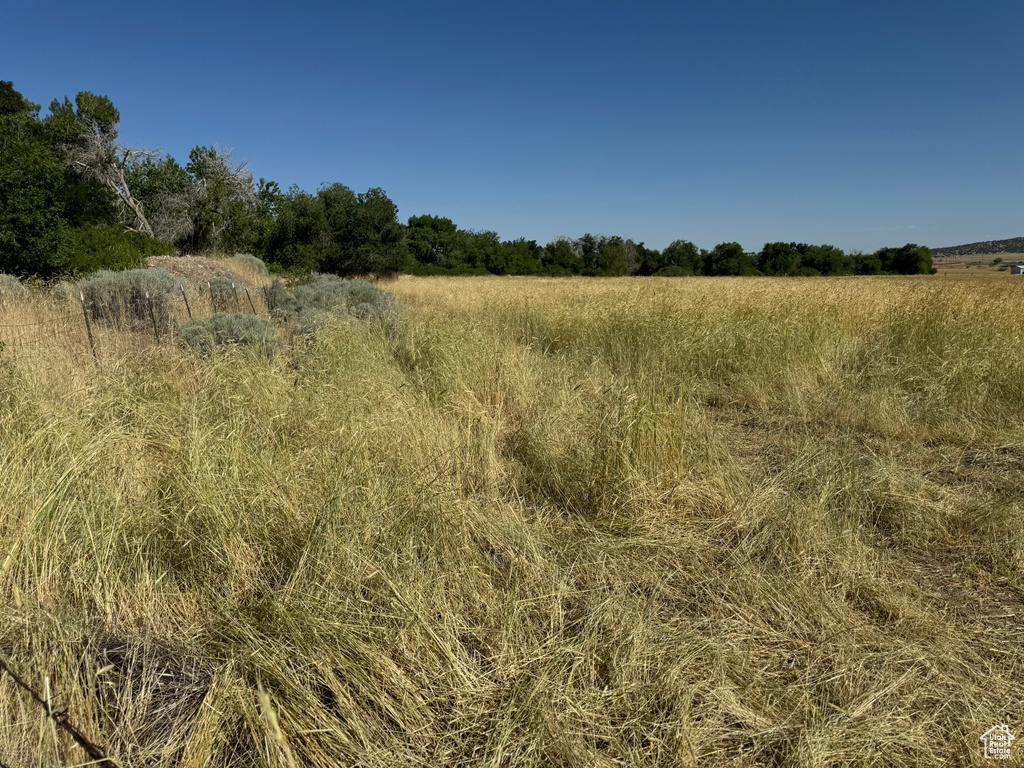 View of local wilderness with a rural view