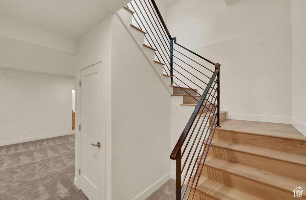 Staircase featuring carpet floors