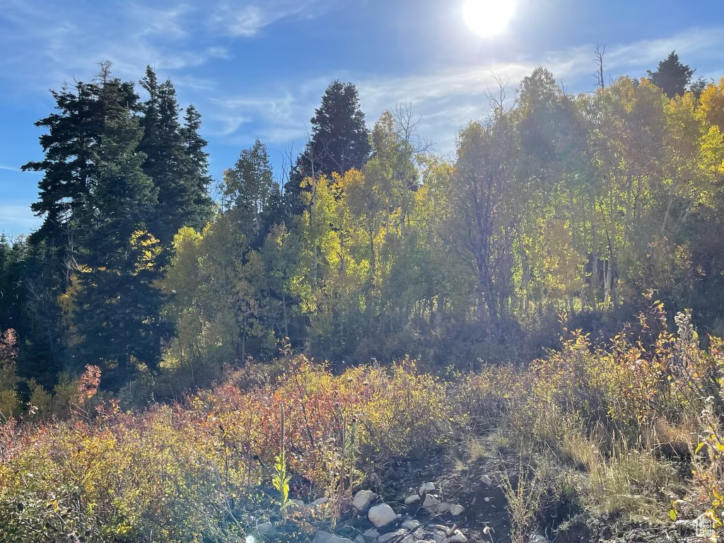 View of local wilderness