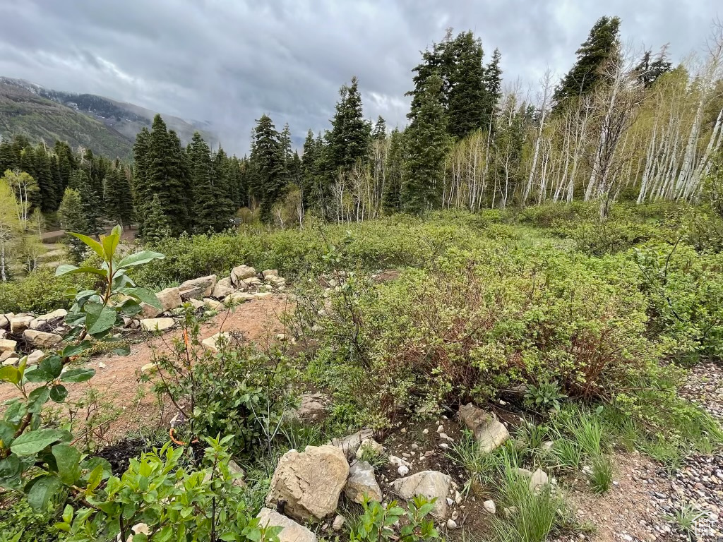 View of local wilderness featuring a mountain view