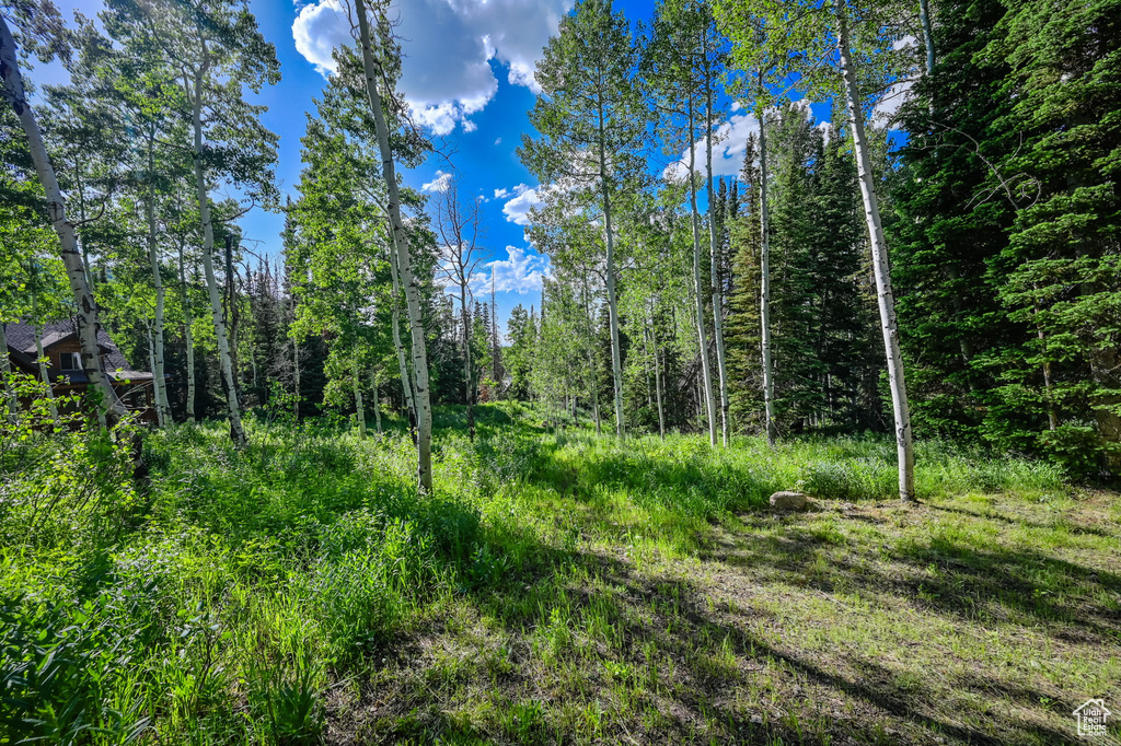 View of local wilderness