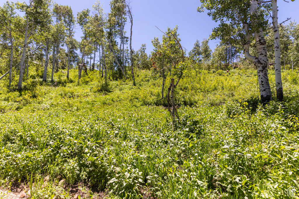 View of nature