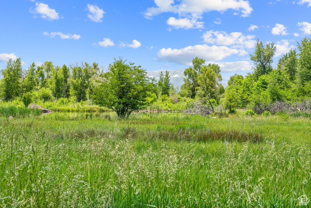 View of nature