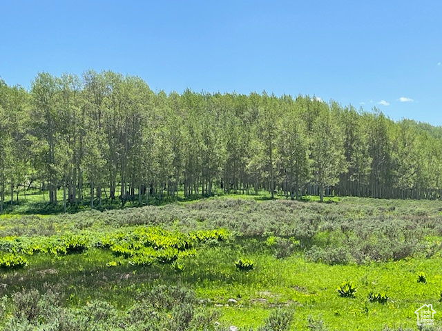 View of local wilderness