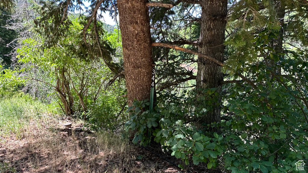 View of local wilderness