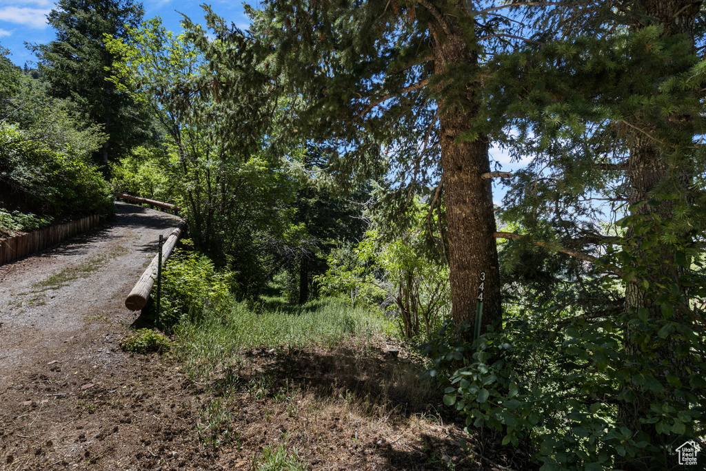 View of local wilderness