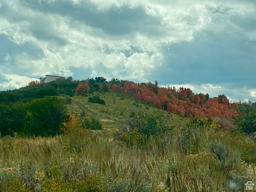 View of local wilderness