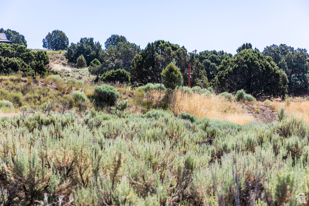 View of local wilderness