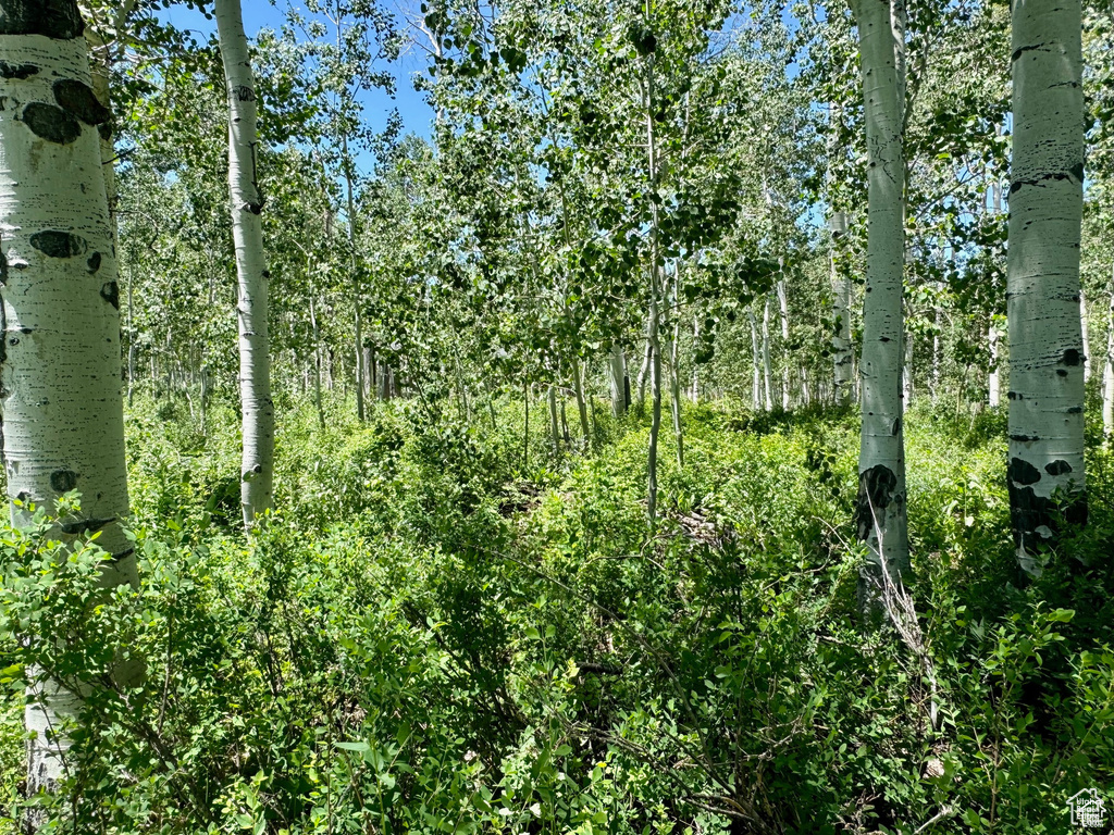 View of local wilderness