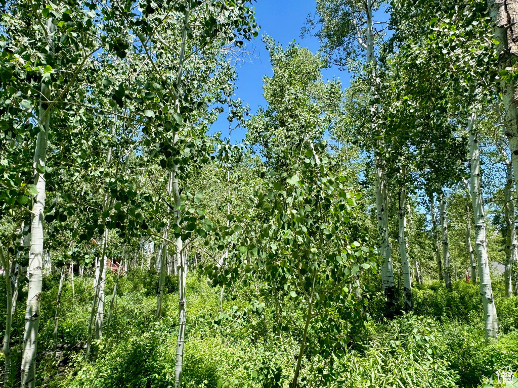 View of local wilderness