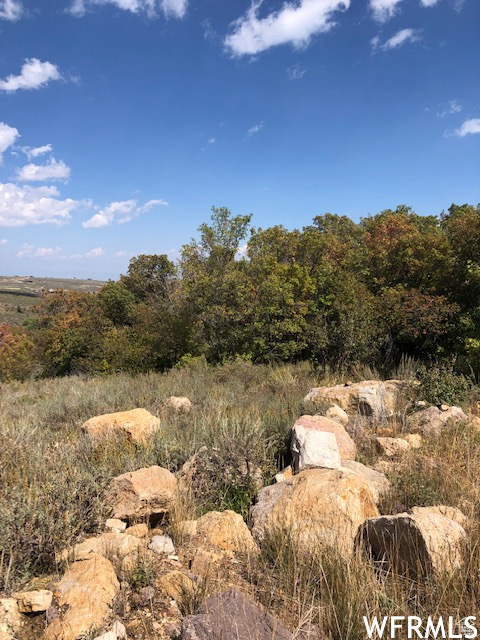 View of local wilderness