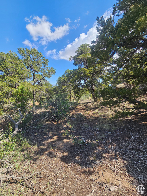 View of local wilderness