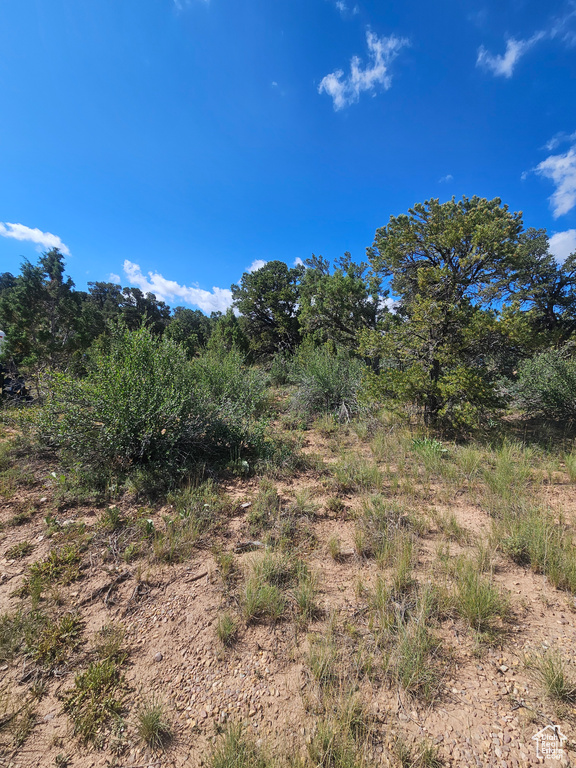 View of local wilderness