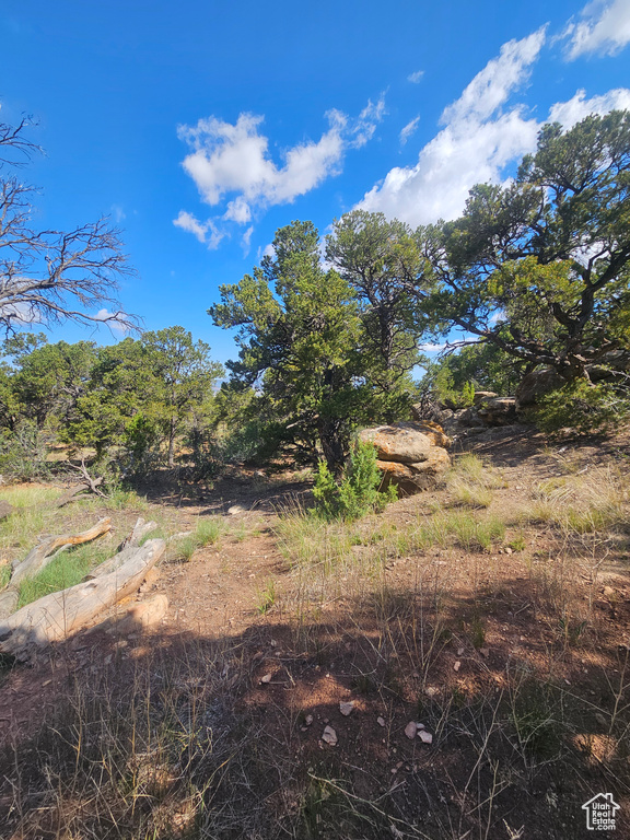 View of local wilderness