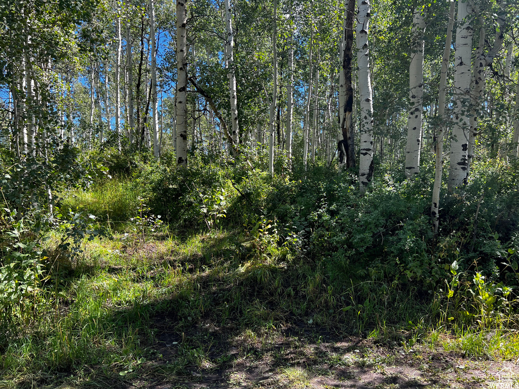 View of local wilderness