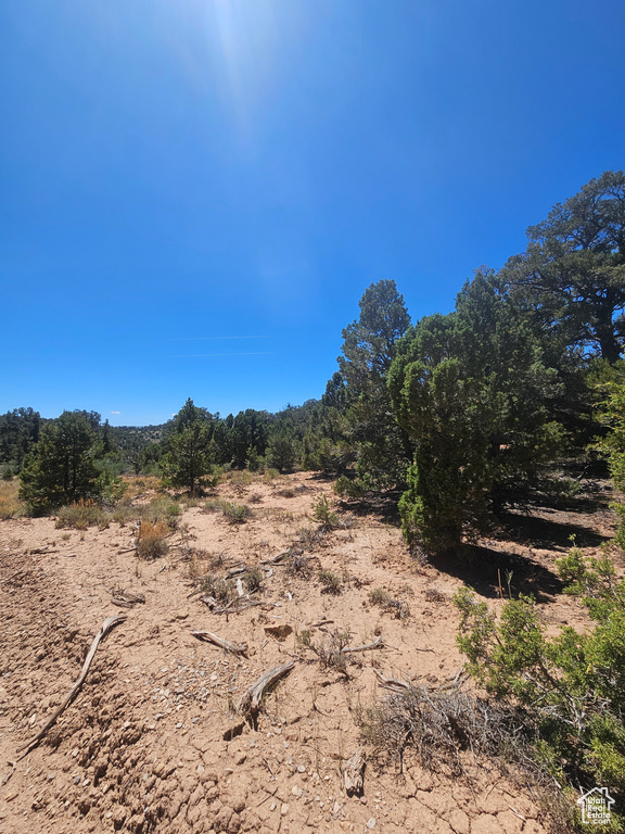 View of local wilderness